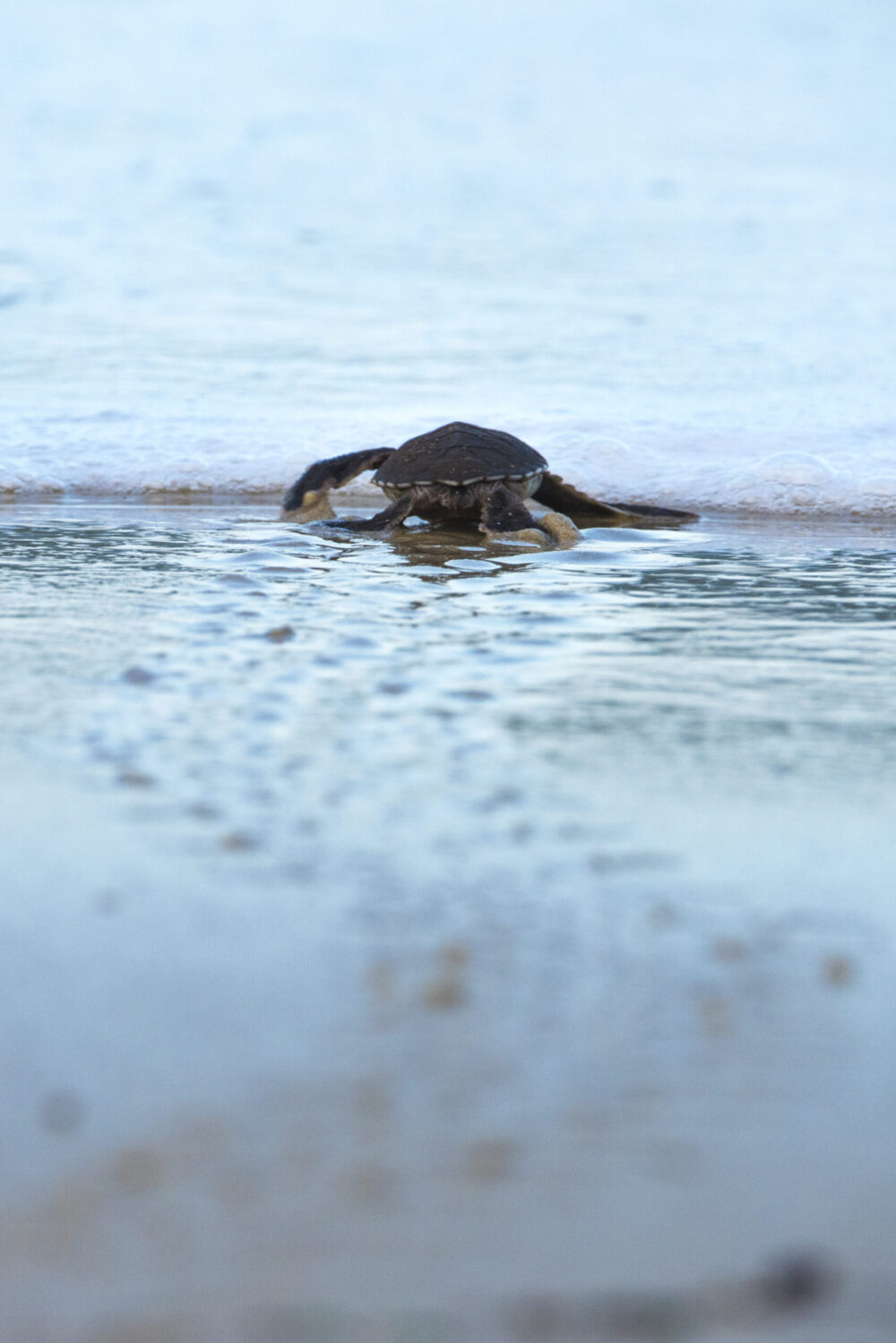 An adorable, newly hatched Olive sea turtle joyfully racing towards the Indian Ocean in Tanzania, leaving endearing tiny footsteps in the sand.