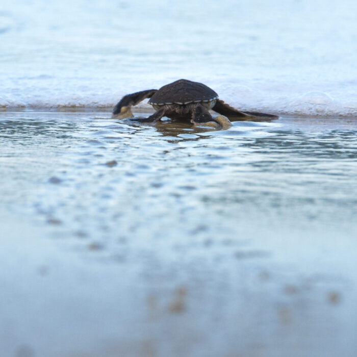 An adorable, newly hatched Olive sea turtle joyfully racing towards the Indian Ocean in Tanzania, leaving endearing tiny footsteps in the sand.