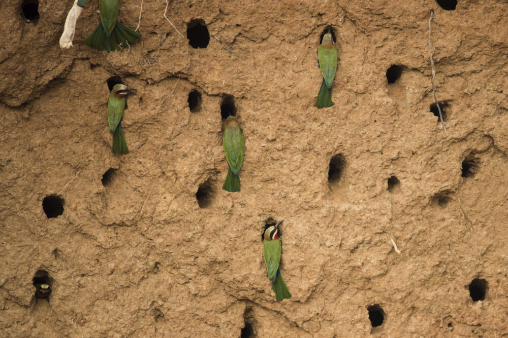 A striking large nest of Bee Eaters excavated in the red soil of an old riverbank in Zimbabwe, showcasing their vibrant green and red plumage against the arid, dry backdrop.