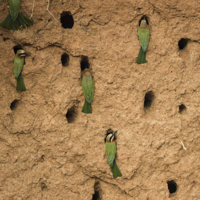 A striking large nest of Bee Eaters excavated in the red soil of an old riverbank in Zimbabwe, showcasing their vibrant green and red plumage against the arid, dry backdrop.