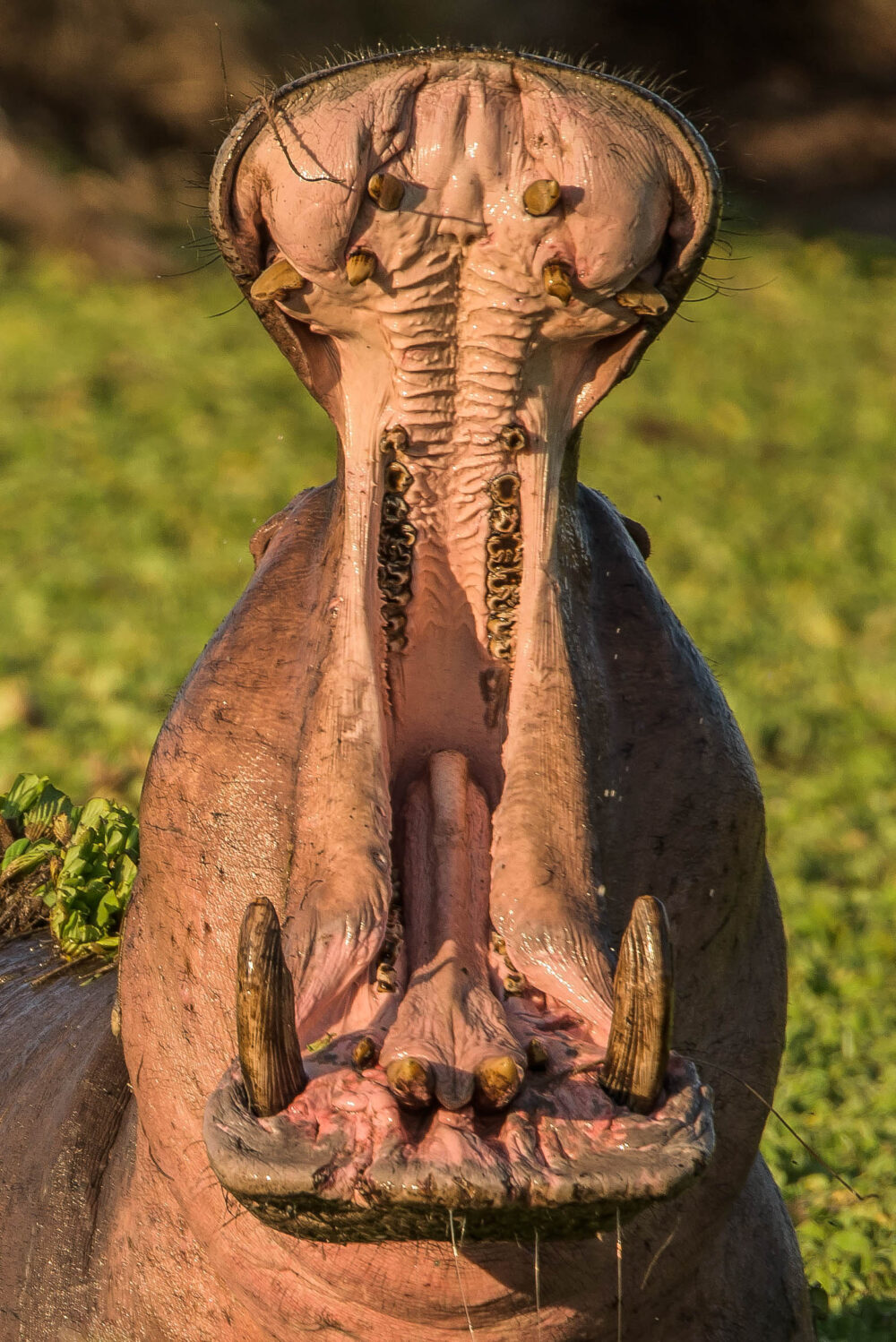 A powerful bull hippo showcasing an assertive display, baring its formidable teeth while defending its small watering hole near the Zambezi River in Zambia.