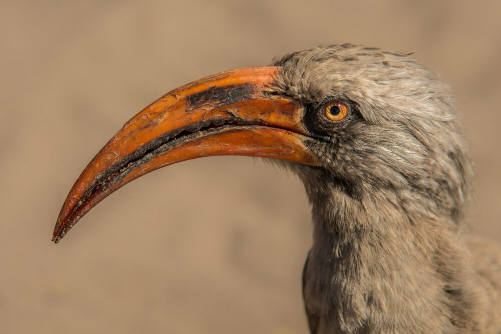 A captivating Bradfield’s Hornbill gazes inquisitively into the camera, its striking orange eyes and beak illuminated by the morning light in the Moremi Game Reserve, Botswana.