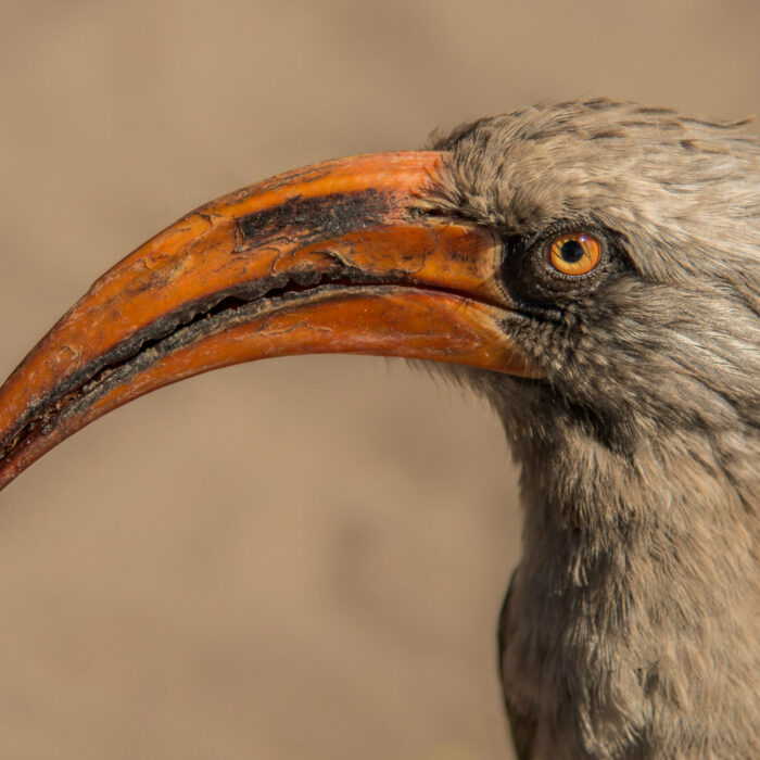 A captivating Bradfield’s Hornbill gazes inquisitively into the camera, its striking orange eyes and beak illuminated by the morning light in the Moremi Game Reserve, Botswana.