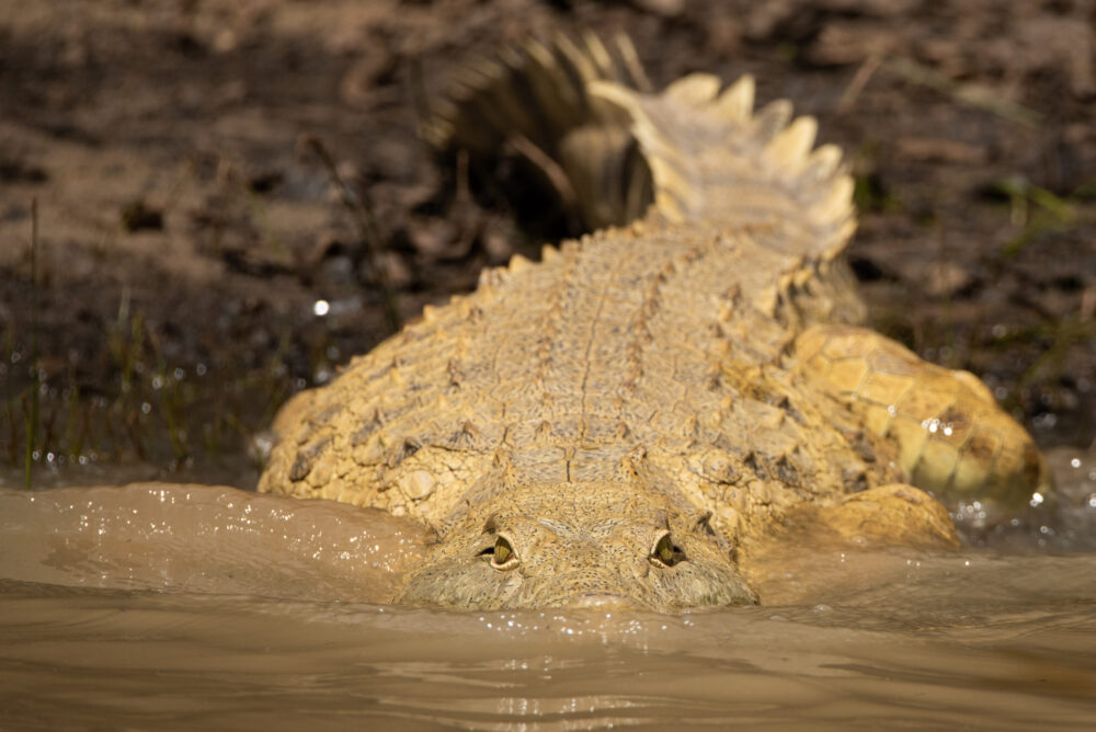 A massive Nile Crocodile gracefully entering the waters of the Zambezi River in Zambia, swimming towards the camera with menacing eyes, poised to inspect potential prey.