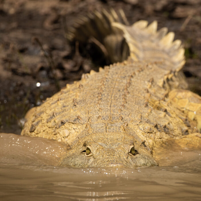 A massive Nile Crocodile gracefully entering the waters of the Zambezi River in Zambia, swimming towards the camera with menacing eyes, poised to inspect potential prey.