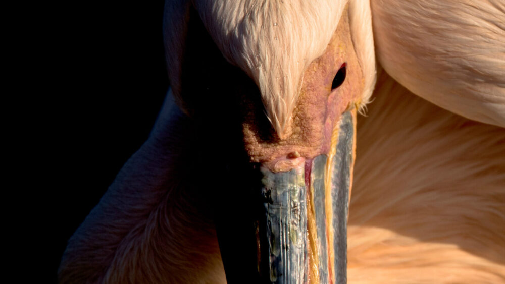 A captivating portrait of a sizeable pelican, its face partially veiled in shadow, displaying stunning pink feathers due to the abundance of nutrient-rich diet in Walvisbaai, Namibia.