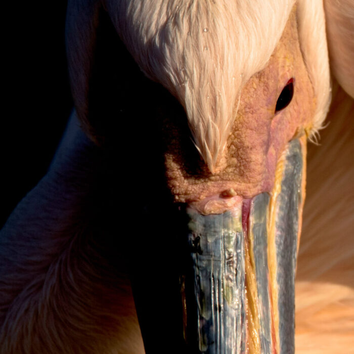 A captivating portrait of a sizeable pelican, its face partially veiled in shadow, displaying stunning pink feathers due to the abundance of nutrient-rich diet in Walvisbaai, Namibia.