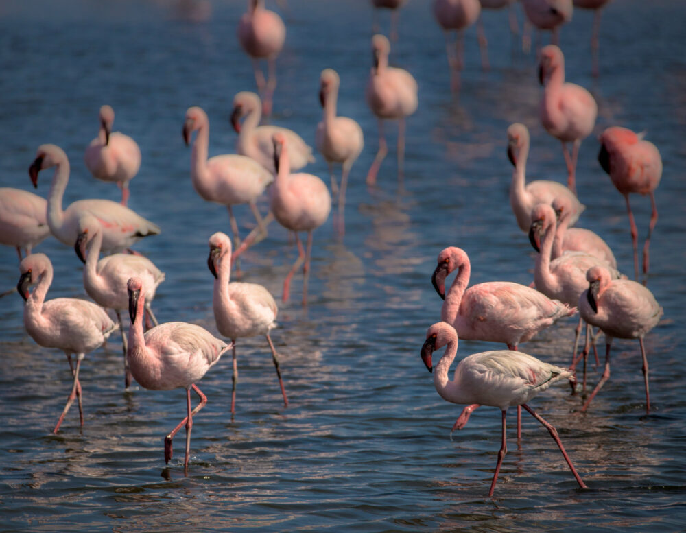 A magnificent flock of flamingoes lit up by a golden sunset gracefully march across the shallow waters of Walvisbaai, Namibia, in search of food.