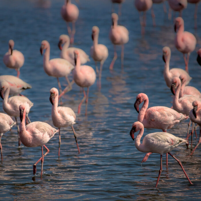 A magnificent flock of flamingoes lit up by a golden sunset gracefully march across the shallow waters of Walvisbaai, Namibia, in search of food.