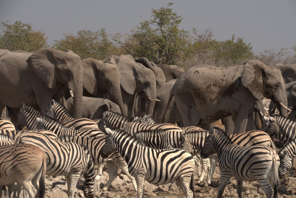 A bustling watering hole in Etosha National Park, Namibia, abuzz with herds of elephants and zebra, as clouds of dust arise from the multitude of animals eagerly quenching their midday thirst.