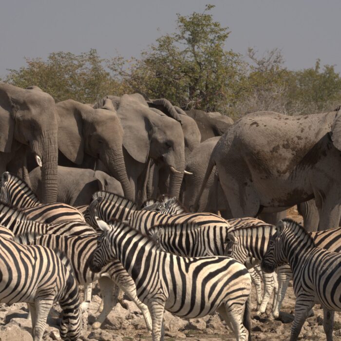 A bustling watering hole in Etosha National Park, Namibia, abuzz with herds of elephants and zebra, as clouds of dust arise from the multitude of animals eagerly quenching their midday thirst.