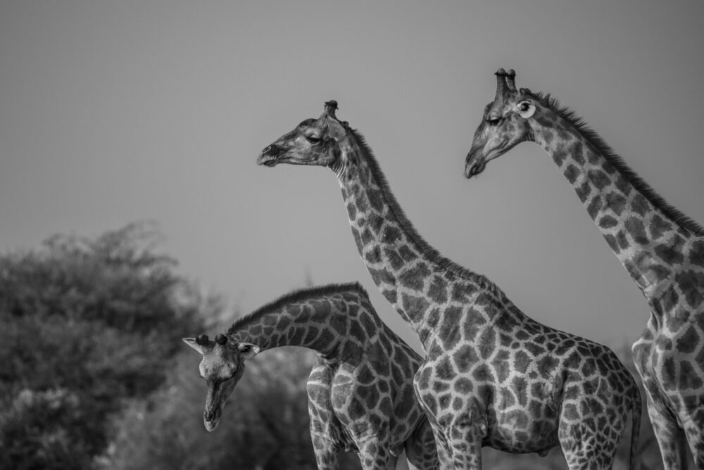 Three graceful giraffes socialize under the scorching Namibian Sun in a captivating black and white image.