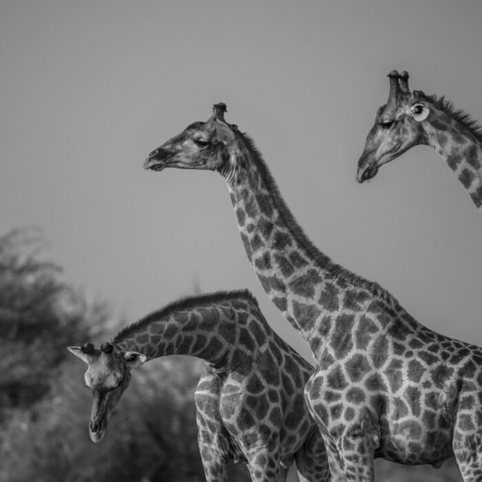 Three graceful giraffes socialize under the scorching Namibian Sun in a captivating black and white image.