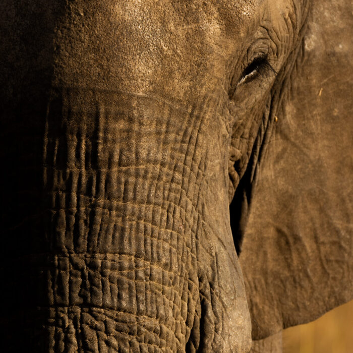 A majestic bull elephant with impressive tusks, photographed against the backdrop of a picturesque sunset in the renowned Selous Game Reserve, Tanzania.