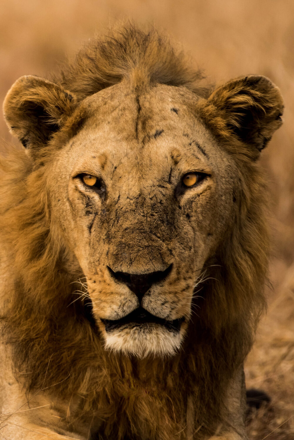 A striking black maned male lion with captivating golden eyes gazes directly into the camera while resting in the heat of the Selous bush, Tanzania.