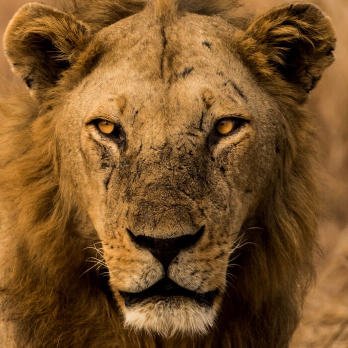 A striking black maned male lion with captivating golden eyes gazes directly into the camera while resting in the heat of the Selous bush, Tanzania.