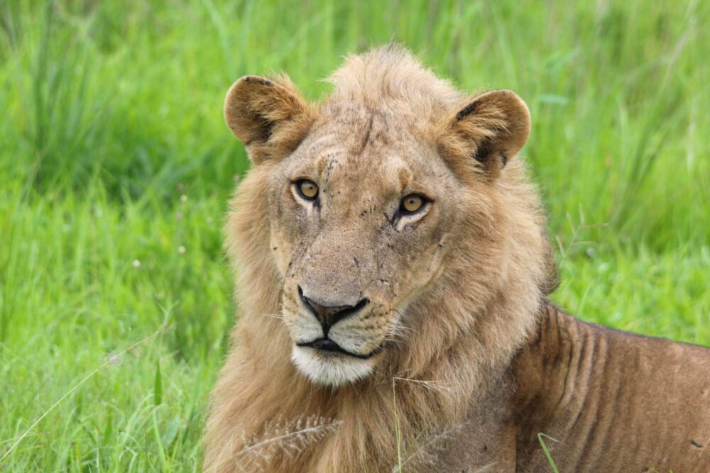 A serene young male lion, his mane glistening from the recent rains and his face unmarked by battle scars, gazes majestically across the vast East African savanna of Mikumi, Tanzania.