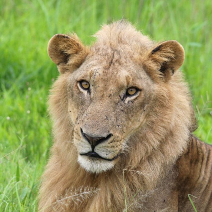 A serene young male lion, his mane glistening from the recent rains and his face unmarked by battle scars, gazes majestically across the vast East African savanna of Mikumi, Tanzania.