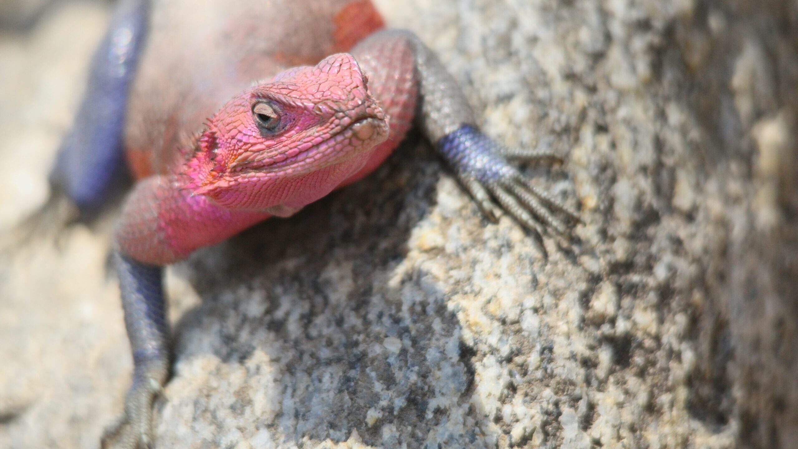 An inquisitive Red Rock Agama tilting its head towards the camera while basking in the midday heat at Ruaha National Park, Tanzania.