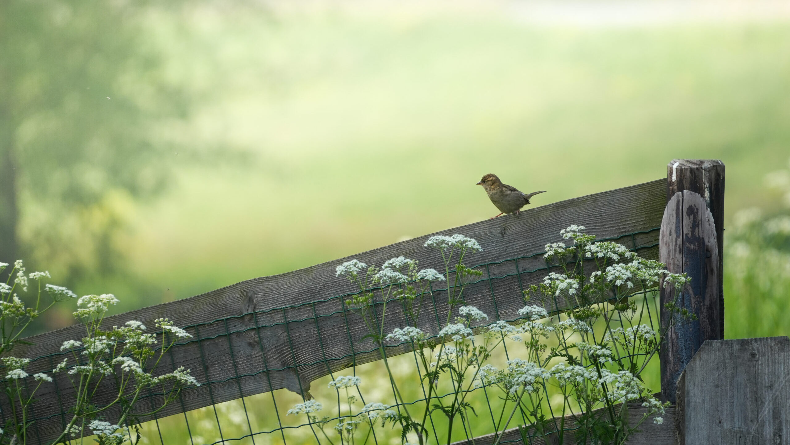 03 05 2024 Sparrow In Meadow