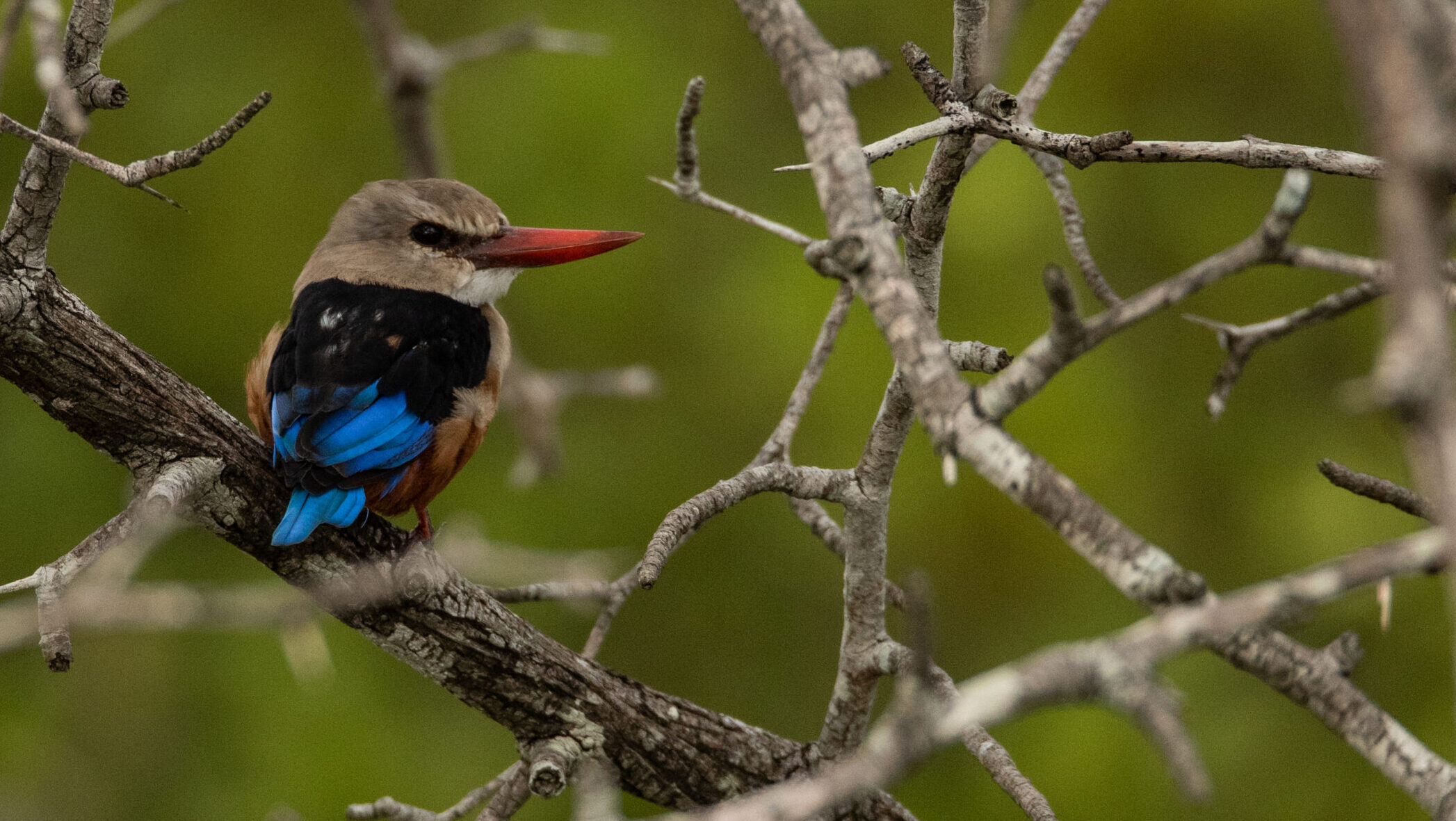  Kingfisher