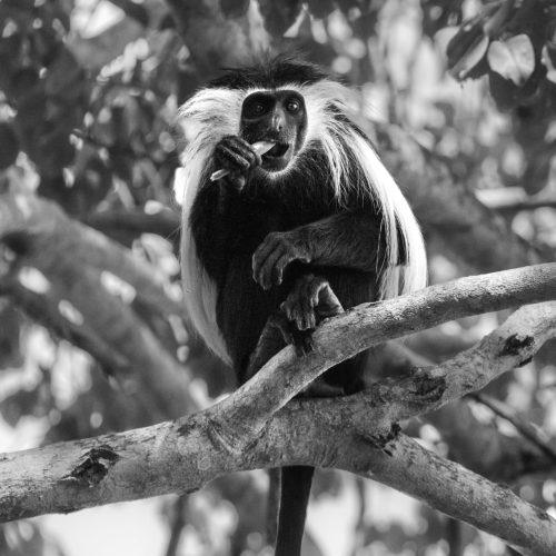 Curious Colobus Monkey Savoring a Snack in Selous National Park, Tanzania - Black and White Wildlife Portrait