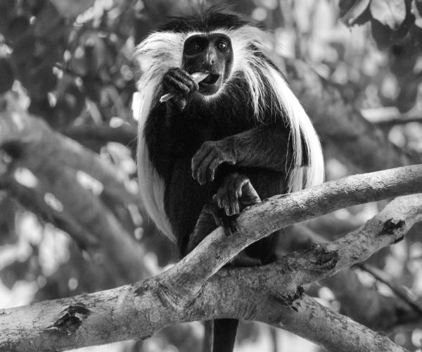 Curious Colobus Monkey Savoring a Snack in Selous National Park, Tanzania - Black and White Wildlife Portrait