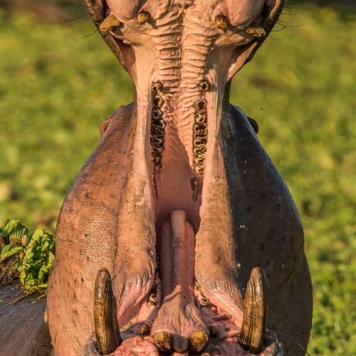 A powerful bull hippo showcasing an assertive display, baring its formidable teeth while defending its small watering hole near the Zambezi River in Zambia.