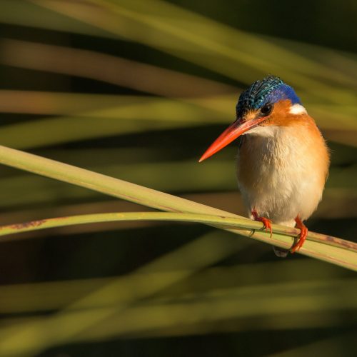 A stunning Malachite Kingfisher gracefully perched on a bent blade of elephant grass at sunset, overlooking the Zambezi River in Zambia.