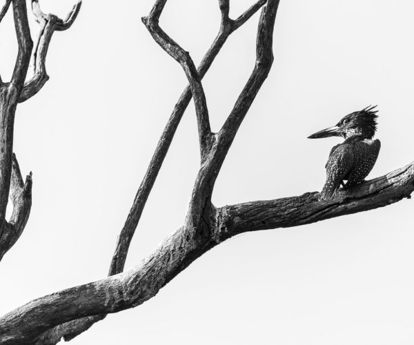 Graceful Giant Kingfisher on Chobe River, Botswana - Artistry in Monochrome