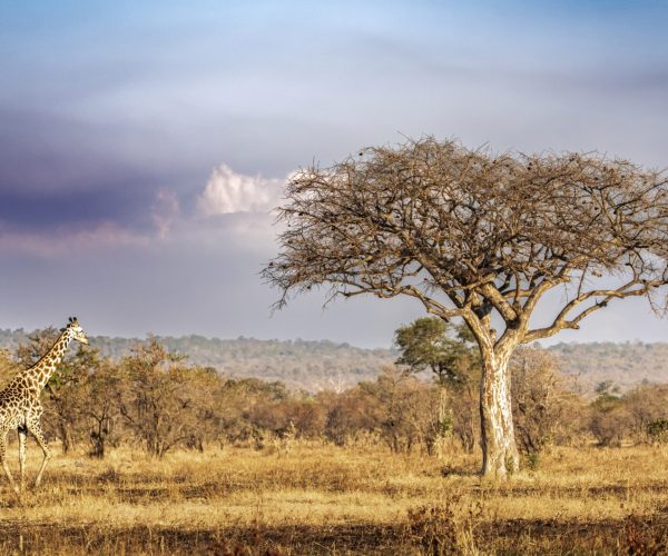 Majestic Giraffe Striding on Savanna at Dusk, Mikumi National Park, Tanzania - Nature's Watercolor Palette