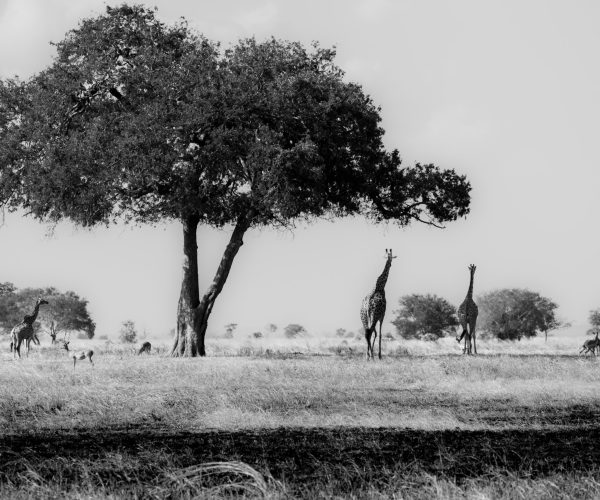 ranquil Black and White Scene of Giraffes Resting under Acacia Tree in Mikumi National Park, Tanzania