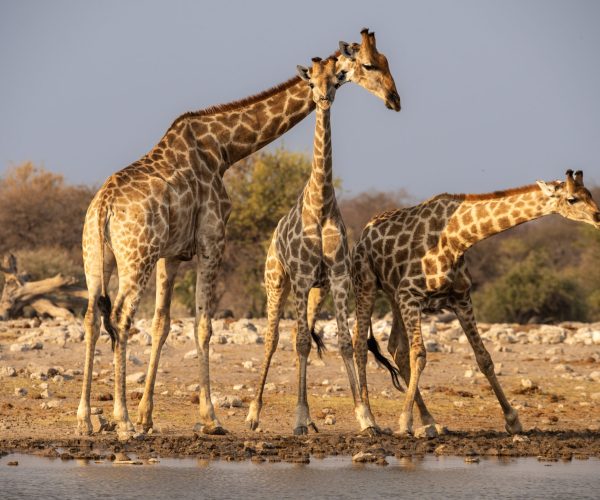 Description: In this captivating wildlife photograph, three majestic giraffes are leisurely quenching their thirst at a serene watering hole in the breathtaking landscape of Etosha National Park, Namibia. Set against the backdrop of the vast savannah, these graceful creatures embody the untamed beauty and tranquility of the African wilderness. Witness the harmonious coexistence of nature's wonders as these elegant giraffes enjoy a peaceful moment amidst their natural habitat. Let this image immerse you in the awe-inspiring splendor of Africa's wildlife, reminding us of the need to cherish and protect our planet's diverse and extraordinary ecosystems.