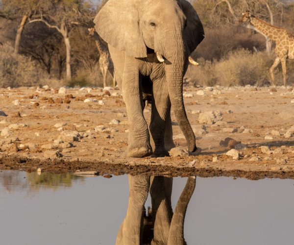 A majestic bull elephant elegantly poses for the camera at a watering hole in Etosha, Namibia, as his reflection perfectly mirrors in the serene still water.