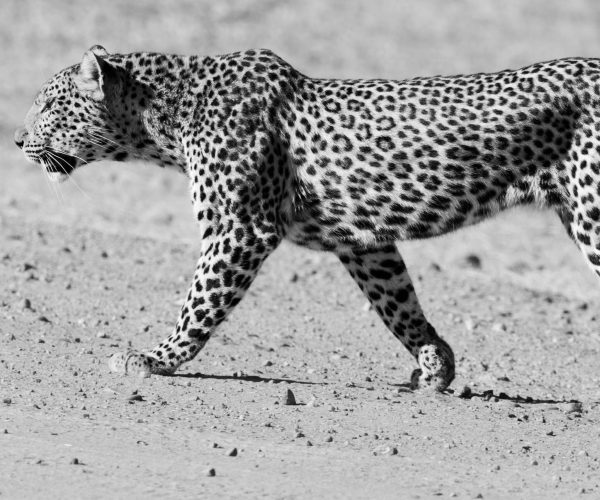 Graceful Leopard Strolls Across Road in South Luangwa National Park, Zambia - Captured in Striking Black and White