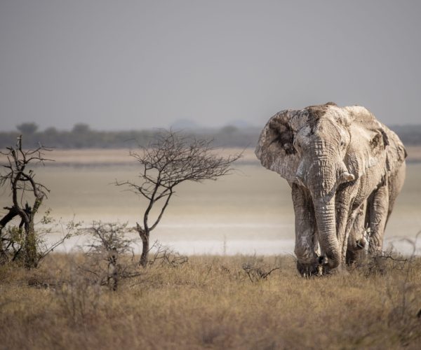 Majestic Bull Elephants Converge at Etosha Salt Pan, Namibia - Awe-Inspiring Scene